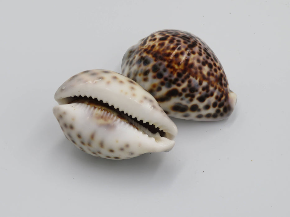 Tiikeriposliinikotilo – Cypraea tigris /kpl
