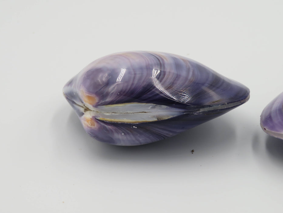 Kerang Uno Medium – Mercenaria-simpukankuori