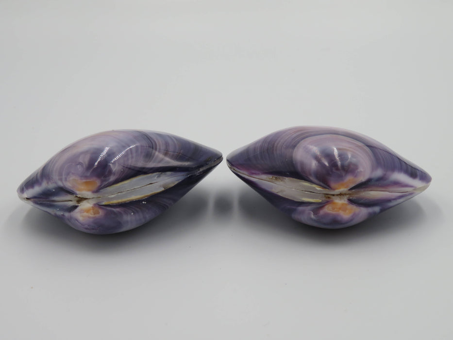 Kerang Uno Medium – Mercenaria-simpukankuori