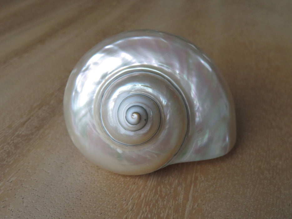 Turbo White – Turbo marmoratus -simpukankuori