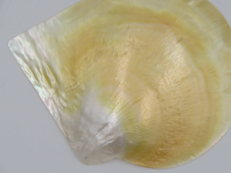 Mother of Pearl -helmiäissimpukka 13 cm