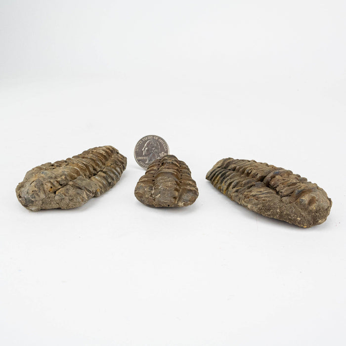 Mud Bugs (trilobites) fossiili