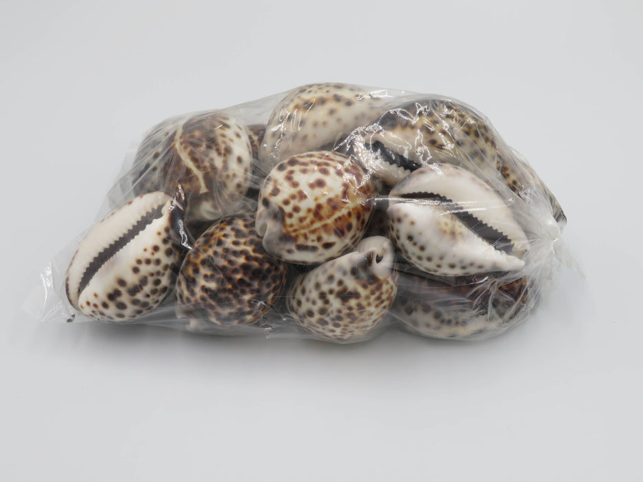 Tiikeriposliinikotilo – Cypraea tigris /kpl