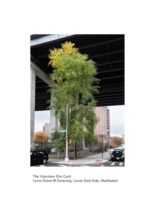 New York City Street Tree Tarot: Matthew López-Jensen - Matthew López-Jensen