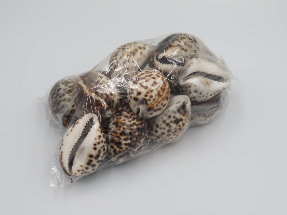 Tiikeriposliinikotilo – Cypraea tigris /kpl