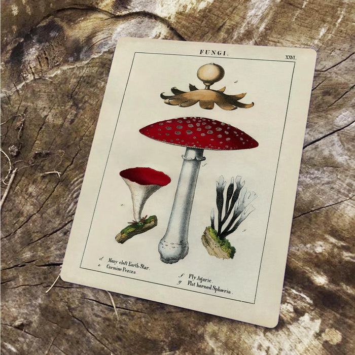Vintage Botanical Fungi Red Mushrooms Peltikyltti n.30x45cm