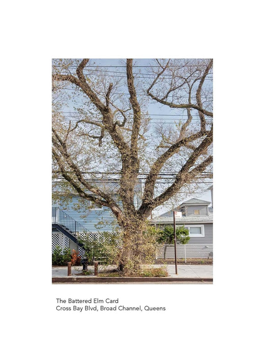New York City Street Tree Tarot: Matthew López-Jensen - Matthew López-Jensen