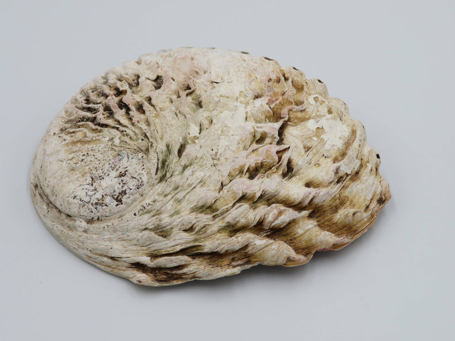 Abalone-simpukankuori 15+ cm