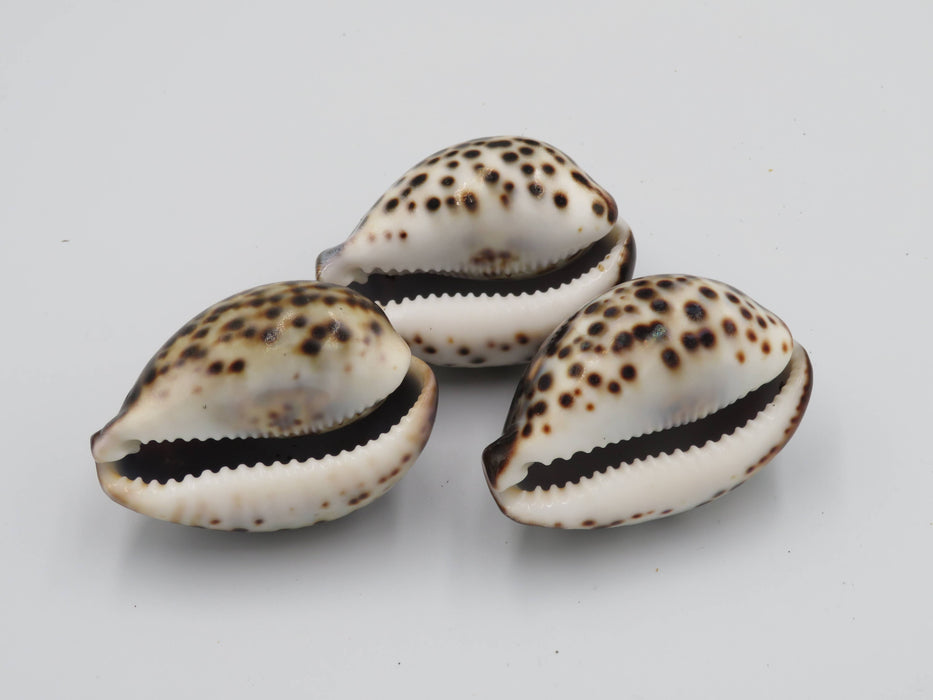 Tiikeriposliinikotilo – Cypraea tigris /kpl