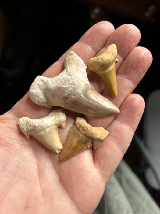 Hain hammas fossiili n. 3cm-5cm