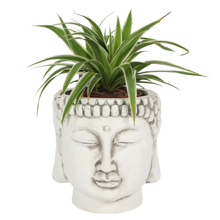 White Terracotta Buddha Head Planter (20cm x 20cm x 20cm)