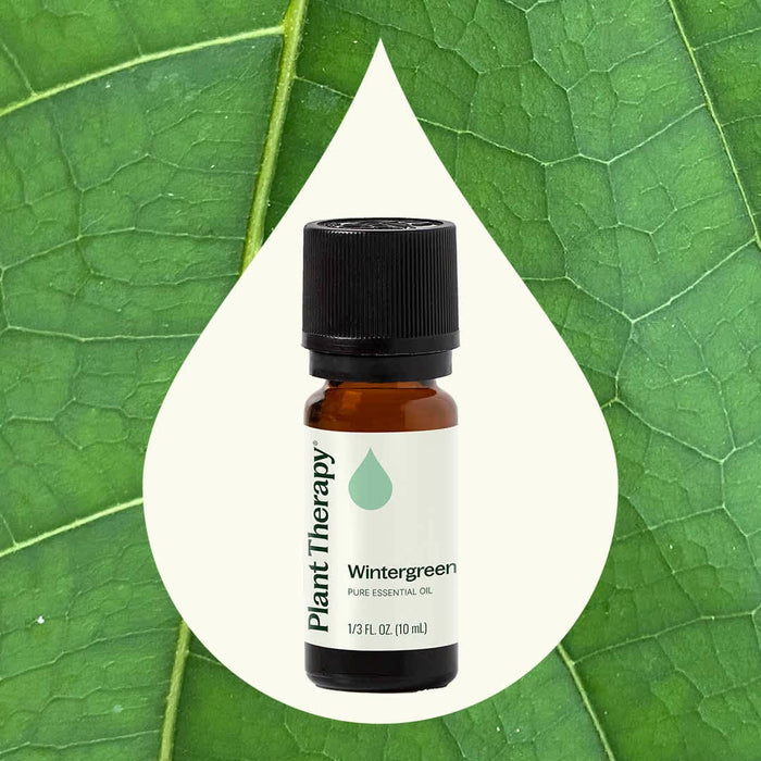 Wintergreen Eteerinen öljy 10 ml - Plant Therapy