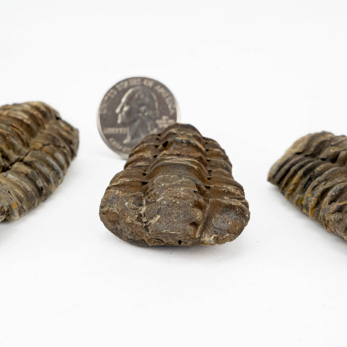 Mud Bugs (trilobites) fossiili