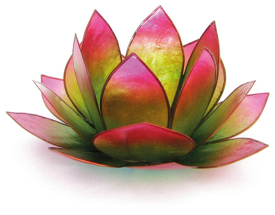 Lotus lyhty pinkki-vihreä "sunrise"