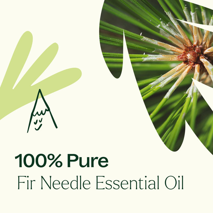 Fir Needle eteerinen öljy 10 ml - Plant Therapy