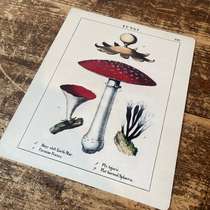 Vintage Botanical Fungi Red Mushrooms peltikyltti n.15x20cm