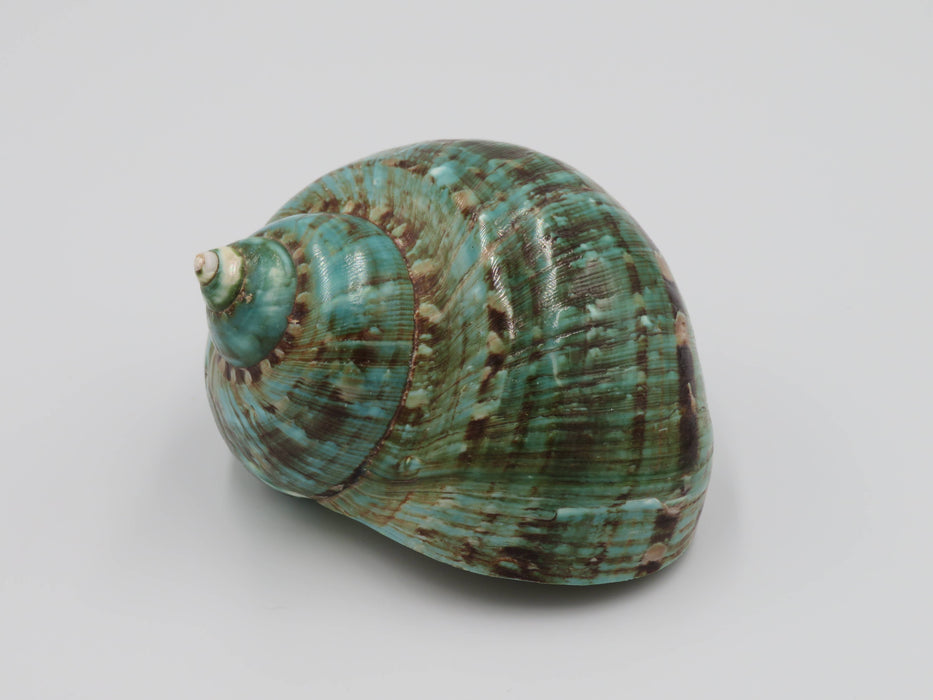 Turbo marmoratus -simpukankuori