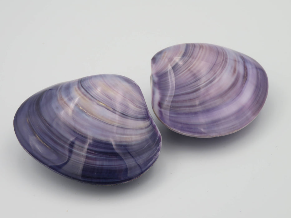 Kerang Uno Medium – Mercenaria-simpukankuori