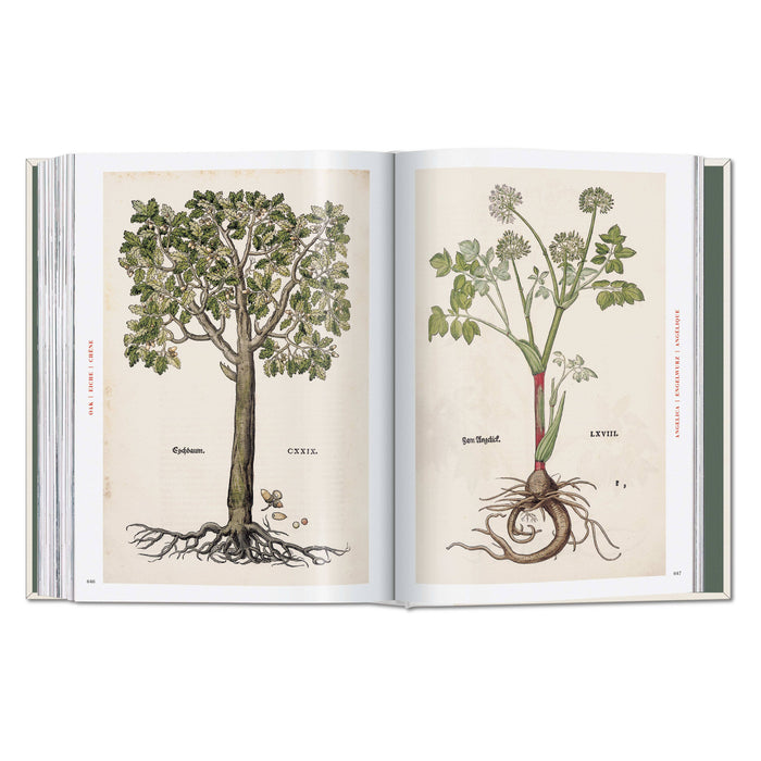 Leonhart Fuchs: The New Herbal (German, French, English)