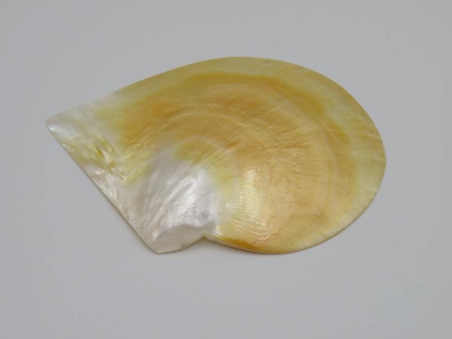 Mother of Pearl -helmiäissimpukka 13 cm