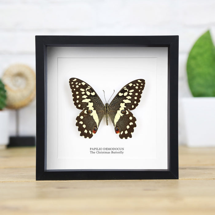 The Christmas Butterfly Papilio demodocus kehyksessä 16 x 16 x 6cm - Curated Studio