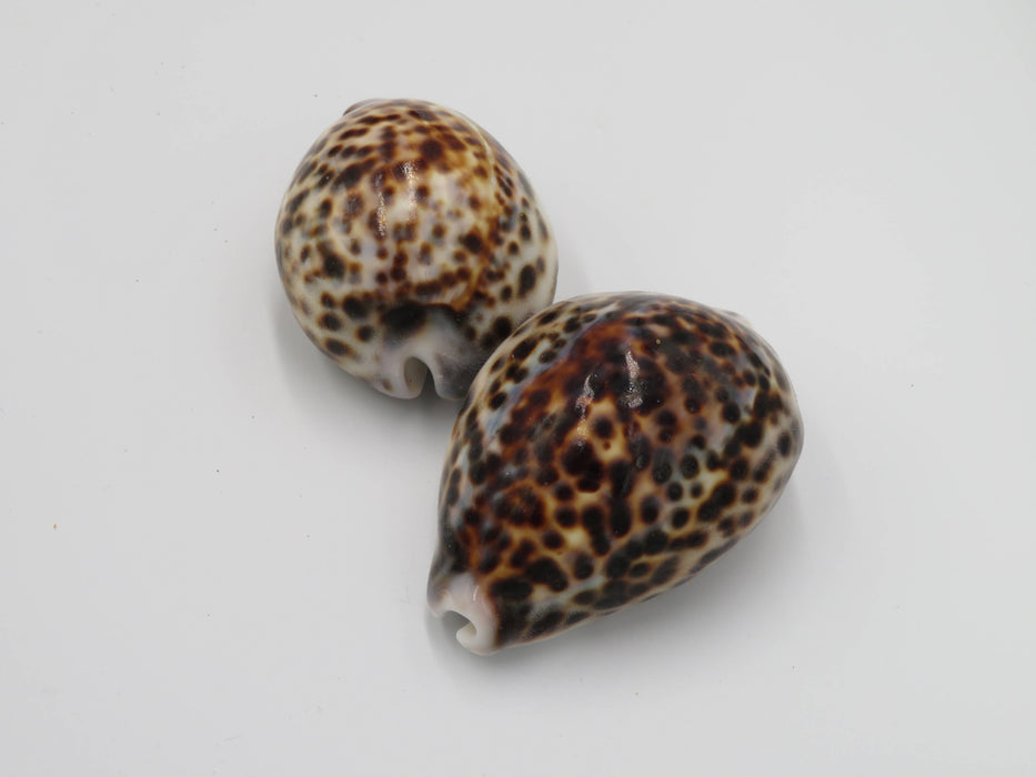 Tiikeriposliinikotilo – Cypraea tigris /kpl