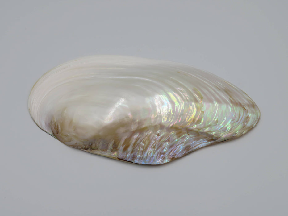 Kupang-simpukankuori helmiäishohdolla 20–22 cm