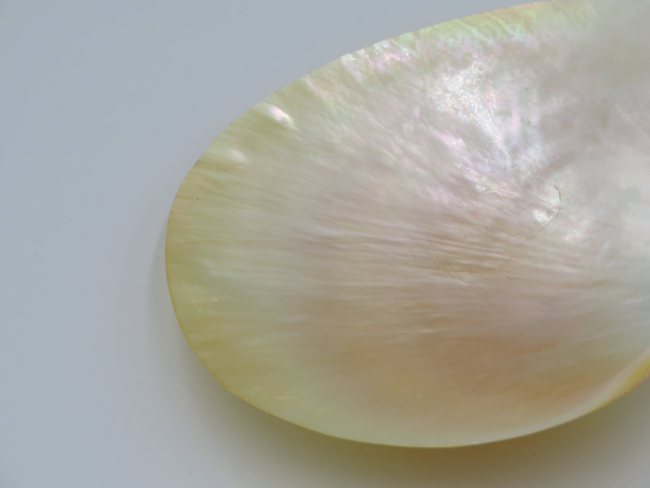 Mother of Pearl -helmiäissimpukka 13 cm