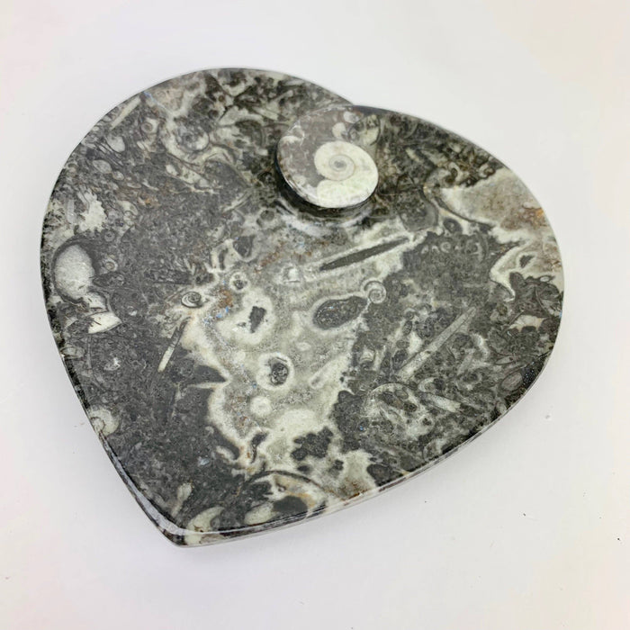 Fossiilinen lautanen sydän 11cm