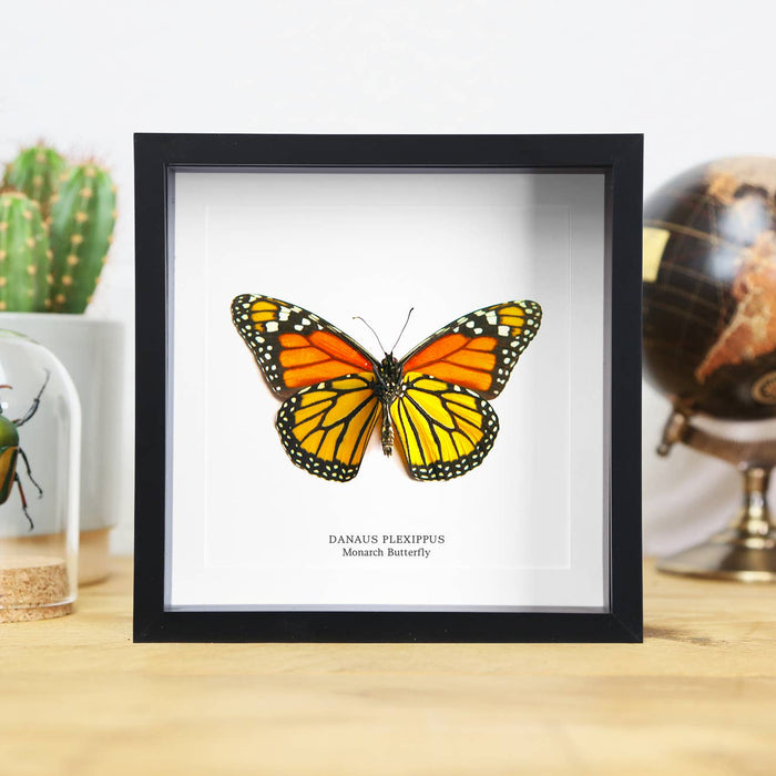 Monarkki perhonen kehyksissä 16x16x6cm - Curated Studio