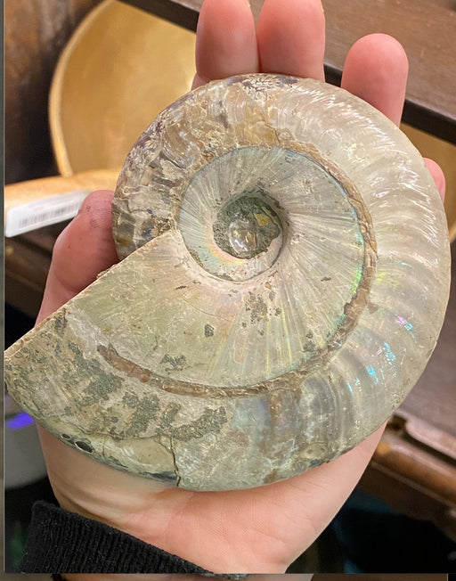 Ammoniitti fossiili - Jumbo - Tarotpuoti