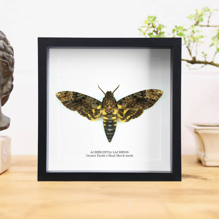 Greater Death's Head Hawk Moth kehyksessä 16 x 16 x 6cm cm- Curated Studio