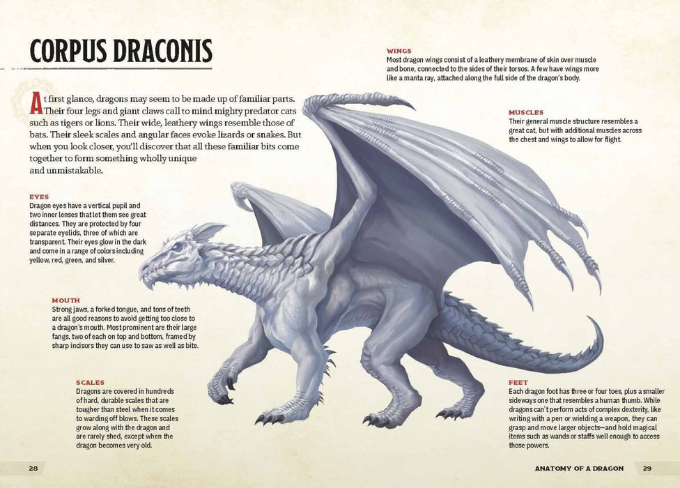 Dungeons & Dragons Dragons & Treasures - Zub Jim UUTUUS 2022! - Tarotpuoti