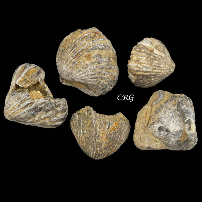 Brachiopod fossiili