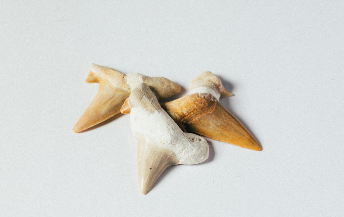 Hain hammas fossiili n. 35mm-45mm - Tarotpuoti
