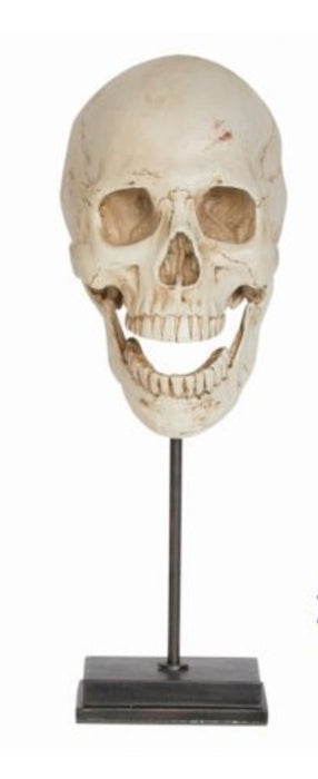 Homo sapiens, luonnollisen kokoinen replica pääkallo - Tony Cyde (Ohio, U.S.A.) - Tarotpuoti