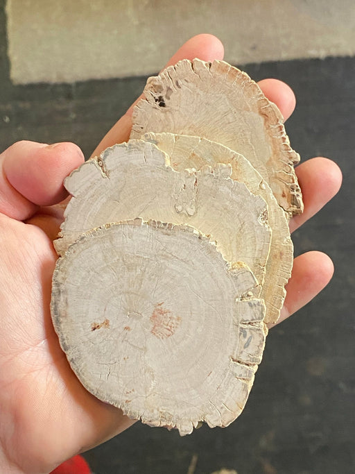 Kivettynyt puu viipaleet n.7-10cm - Tarotpuoti