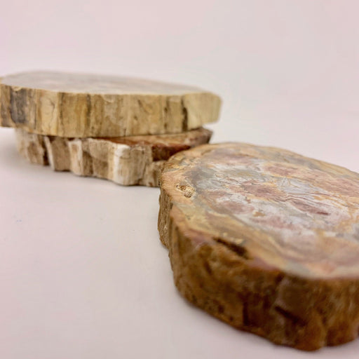 Kivettynyt puu viipaleet Petrified wood n5-6cm - Tarotpuoti