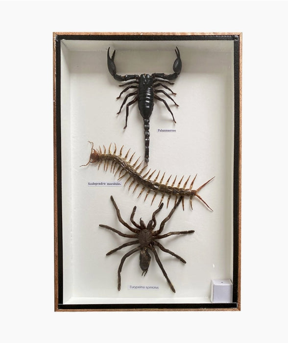 Kuivatut hyönteiset skorpioni, tarantella, tuhatjalkainen Poison Set 30x20x3cm - Tarotpuoti