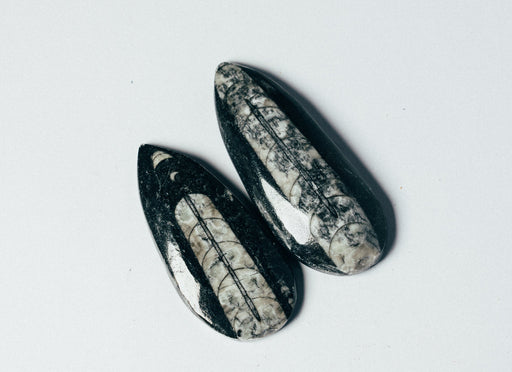 Oikosarvi fossiili krinoidi 5-8cm Marokko - Tarotpuoti