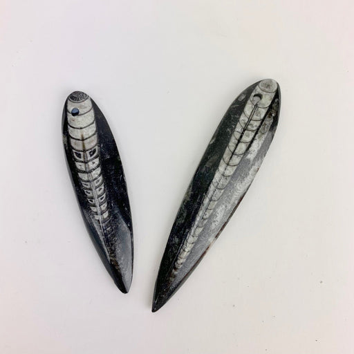 Oikosarvi fossiili krinoidi riipus n5-6cm - Tarotpuoti