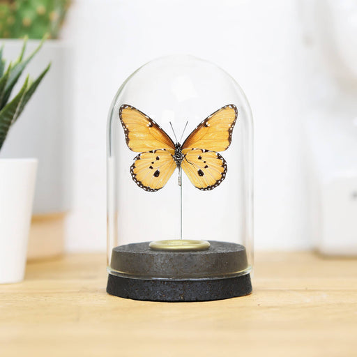 Queen Butterfly Silomonarkki (Danaus chrysippus) lasikuvussa - Curated Studio - Tarotpuoti