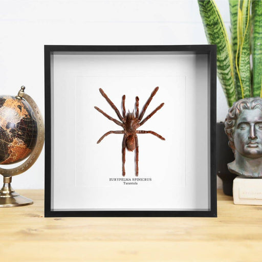 Tarantula (Eurypelma spinicrus) kehyksessä 16 x 16 x 6cm - Curated Studio - Tarotpuoti